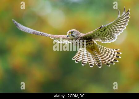 Fliegen (Falco tinnunculus), Jagd im Joltflug, Oldenburger Münsterland, Vechta, Niedersachsen, Deutschland Stockfoto