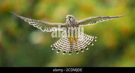 Fliegende (Falco tinnunculus) Jagd in einem Schüttelflug, Oldenburger Münsterland, Vechta, Niedersachsen, Deutschland Stockfoto