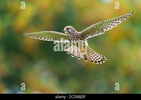 Fliegende (Falco tinnunculus) Jagd in einem Schüttelflug, Oldenburger Münsterland, Vechta, Niedersachsen, Deutschland Stockfoto