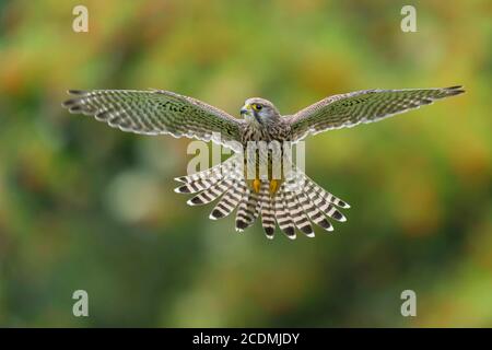 Fliegende (Falco tinnunculus) Jagd in einem Schüttelflug, Oldenburger Münsterland, Vechta, Niedersachsen, Deutschland Stockfoto