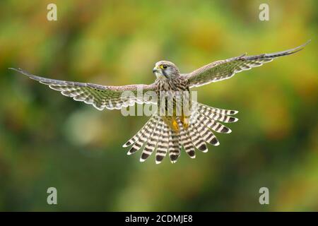 Fliegende (Falco tinnunculus) Jagd in einem Schüttelflug, Oldenburger Münsterland, Vechta, Niedersachsen, Deutschland Stockfoto