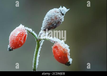 Rote Frucht der Hagebutte (Rosa canina) bedeckt mit Reif im Winter, Vechta, Niedersachsen, Deutschland Stockfoto