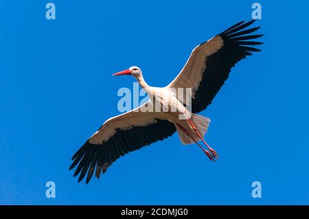 Fliegen (Ciconia ciconia) vor blauem Himmel, Oldenburger Münsterland, Vechta, Niedersachsen, Deutschland Stockfoto