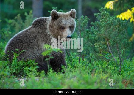 Braunbären (Ursus arctos) im borealen Nadelwald, Spiel, Suomussalmi, Karelien, Finnland Stockfoto