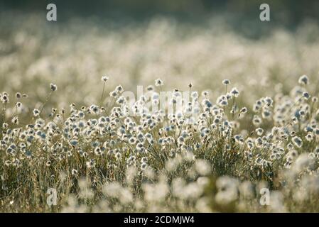 Hase-Schwanz Baumwollgras (Eriophorum vaginatum) hinterleuchtet in einem Moor, Baumwollgras, Finnland, Suomussalmi, Karelien, Finnland Stockfoto