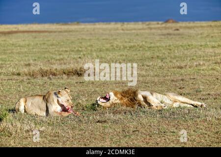 Löwin und (Panthera leo) mit Überresten von Beute, Msaai Mara Game Reserve, Kenia Stockfoto