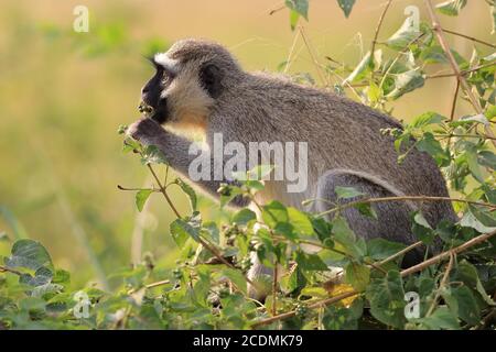 Vervet Monkey (Chlorocebus pygerythrus), essen, im Busch sitzen, Queen Elizabeth Nationalpark, Uganda, Ostafrika Stockfoto