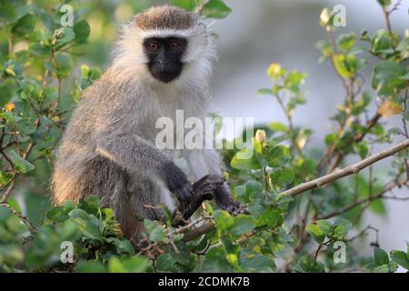 Vervet Monkey (Chlorocebus pygerythrus), essen, im Busch sitzen, Queen Elizabeth Nationalpark, Uganda, Ostafrika Stockfoto