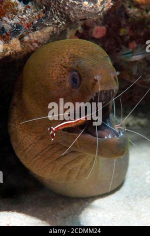 Riesenmuräne (Gymnothorax javanicus) und Weißband-Reiniger-Garnelen (Lysmata amboinensis), Pazifik Stockfoto