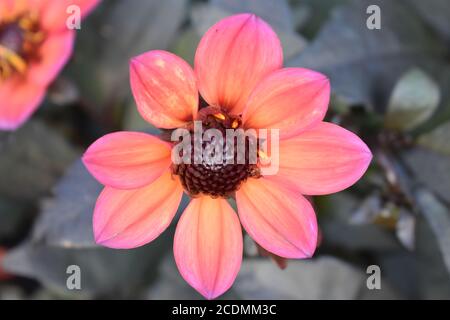 Einzelne, rosa, Garten Dahlia (Dahlia Pinnata) auf einem verschwommenen Blattgrund Dies ist eine Art aus der Gattung Dahlia, Familie Asteraceae. Stockfoto