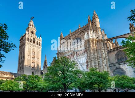 Blick vom orangefarbenen Innenhof mit Orangenbäumen, Patio de Naranjos, auf La Giralda, Glockenturm der Kathedrale von Sevilla und Puerta de la Stockfoto