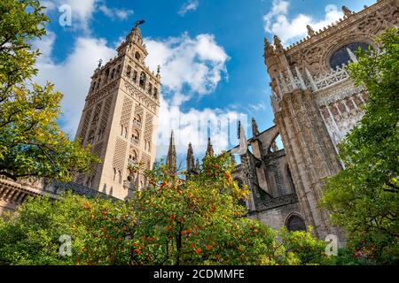 Blick von der Orangenfarm mit Orangenbäumen, Patio de Naranjos, auf La Giralda, Glockenturm der Kathedrale von Sevilla, Catedral de Santa Maria de la Stockfoto