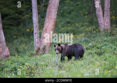 Europäischer Braunbär oder Eurasischer Braunbär (Ursus arctos arctos), erwachsenes Weibchen, das auf einer Lichtung steht, Bieszczady, Polen Stockfoto