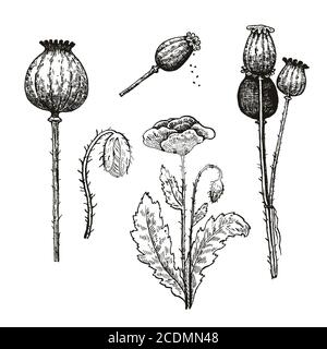 Vector Set von Mohn Samen und Blumen. Handzeichnung mit Tinte. Stock Vektor