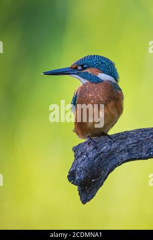 Eisvogel (Alcedo atthis ) Jungvogel, Männchen, Biosphärenreservat Mittelelbe, Sachsen-Anhalt, Deutschland Stockfoto