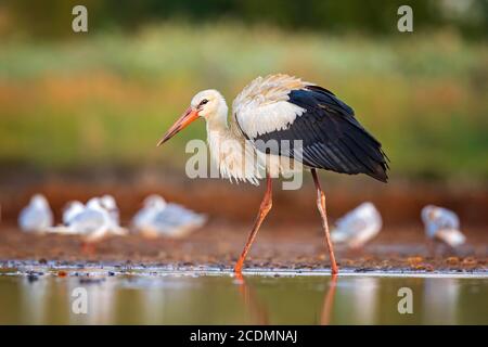 Weißstorch (Ciconia ciconia) auf der Suche nach Nahrung, Sachsen-Anhalt, Deutschland Stockfoto