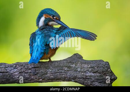 Eisvogel (Alcedo atthis ) Jungvogel, Männchen, Prägetier, Biosphärenreservat Mittelelbe, Sachsen-Anhalt, Deutschland Stockfoto