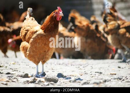 Hühner auf traditionelle Freilandhaltung Geflügelfarm. Stockfoto