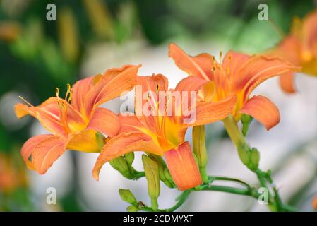 Schöne orange Lilien im Garten Stockfoto