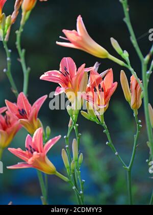 Schöne rosa Lilien im Garten Stockfoto