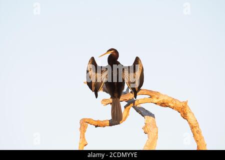 Darter (Anhinga melanogaster) trocknet seine Flügel auf einem toten Baum bei Sonnenaufgang, Yellow Water Billabong, Kakadu National Park, Northern Territory, NT Stockfoto