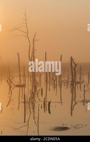 Goldenstedter-Hochmoor Stockfoto