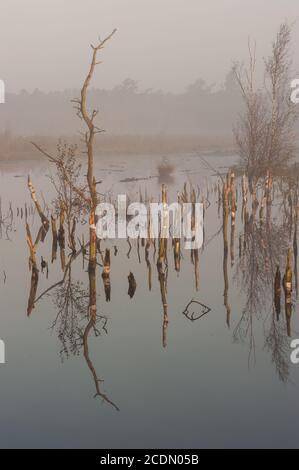 Goldenstedter-Hochmoor Stockfoto