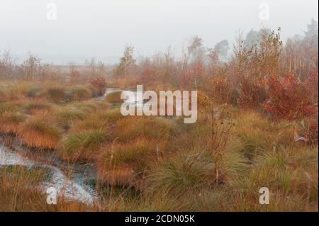 Goldenstedter-Hochmoor Stockfoto