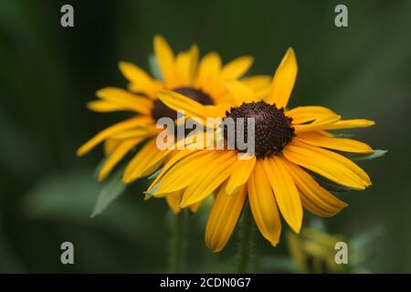 Echinacea Stockfoto