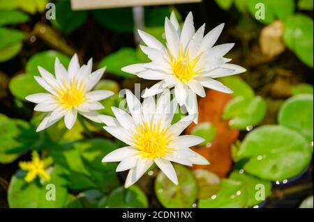 Erstaunliche Wasserlilly in Sydney Royal Botanic Gardens Stockfoto