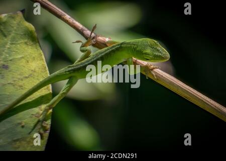 Eine juvenile carolina Anole oder grüne Anole klettert von einem Blatt zu einem Twid. Raleigh, North Carolina. Stockfoto