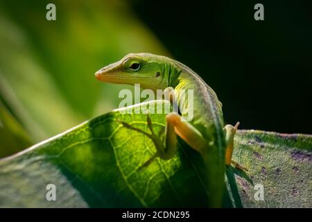 Eine juvenile Carolina Anole oder grüne Anole schaut zurück, um zu posieren. Raleigh, North Carolina. Stockfoto