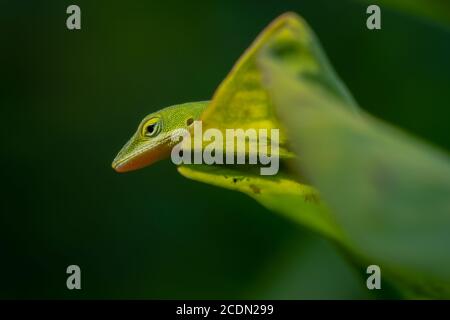 Eine Carolina Anole oder grüne Anole scheint Peekaboo zu spielen. Raleigh, North Carolina. Stockfoto