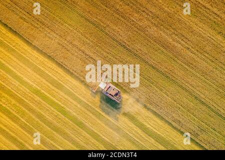 Bei der Weizenernte erntet der Mähdrescher reifen Roggen auf dem Feld. Ein Mähdrescher-Landwirt, der auf dem Feld arbeitet. Luftaufnahme Stockfoto