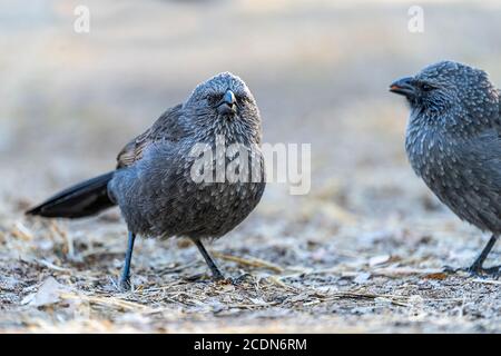 Apostel Bir (struthidea cinerea) auf dem Boden Stockfoto