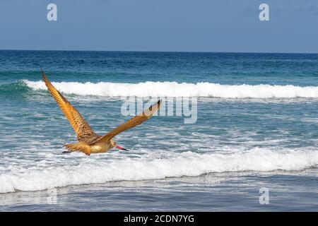 Marmorierte Godwit (Limosa fedoa) Fliegen über den Pazifik in Ensenada Mexiko Stockfoto