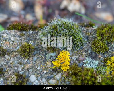 Nahaufnahme eines grünen Moos auf einem Ziegelstein Gehweg Stockfoto