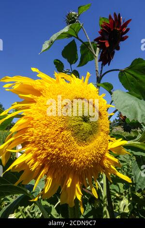 Sommerblumen Against Blue Sky Garden Sonnenblume Helianthus Kraut Blume Kopf blühend Helianthus annuus August Sommer Blütenblume blühend Stockfoto