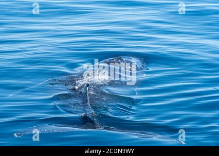 Buckelwale in der Nähe von Walbeobachtungstour Boot vor der Küste von Fraser Island, Hervey Bay, Queensland, Australien Stockfoto