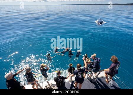 Schwimmer im Wasser mit Buckelwal auf der Rückseite der Whale Watching Tour Boot vor der Küste von Fraser Island, Hervey Bay, Queensland, Australien Stockfoto