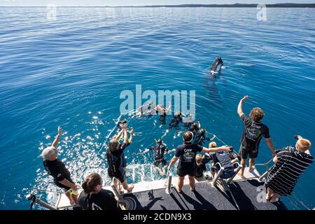 Schwimmer im Wasser mit Buckelwal auf der Rückseite der Whale Watching Tour Boot vor der Küste von Fraser Island, Hervey Bay, Queensland, Australien Stockfoto