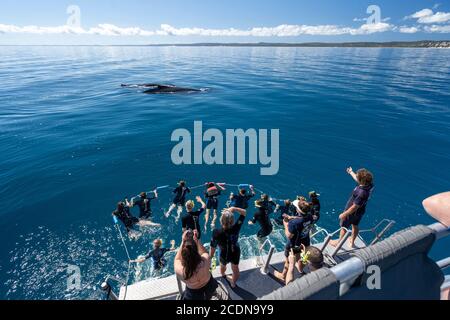 Schwimmer im Wasser mit Buckelwal auf der Rückseite der Whale Watching Tour Boot vor der Küste von Fraser Island, Hervey Bay, Queensland, Australien Stockfoto