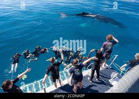 Schwimmer im Wasser mit Buckelwal auf der Rückseite der Whale Watching Tour Boot vor der Küste von Fraser Island, Hervey Bay, Queensland, Australien Stockfoto