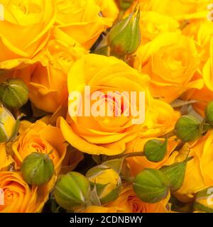 Nahaufnahme der gelben Rosen auf dem Markt Stockfoto