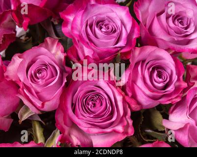 Rosa Rosen hautnah Stockfoto