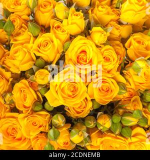 Nahaufnahme der gelben Rosen auf dem Markt Stockfoto
