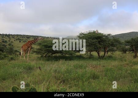 Eine anmutige Giraffe, die ihren Hals ausstreckt, um Akazienblätter zu durchstöbern. Stockfoto