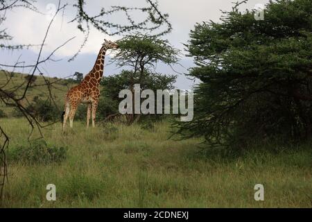 Giraffe mit ausgestrecktem Hals unter Akazienbäumen auf dem afrikanischen Savannengrasland der Serengeti in Kenia, Afrika Stockfoto