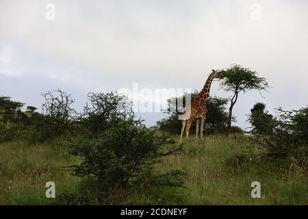 Eine anmutige Giraffe, die ihren Hals ausstreckt, um Akazienblätter zu durchstöbern. Stockfoto