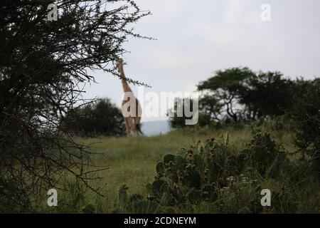 Eine anmutige Giraffe, die ihren Hals ausstreckt, um Akazienblätter zu durchstöbern. Stockfoto